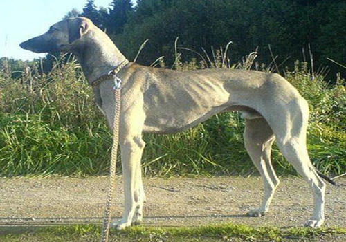 关于北非猎犬的介绍