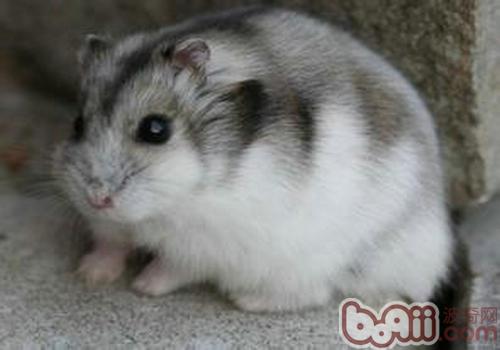 加卡利亚仓鼠又叫三线仓鼠,产于旧苏联哈萨克省东部,西伯利亚西