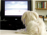 狗狗是否真的会看电视