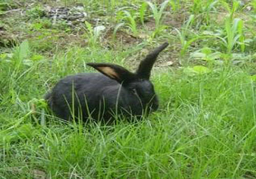 减轻兔子臭味和尿骚味的方法