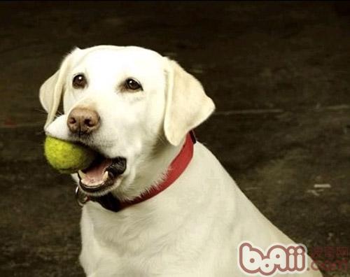 教你如何挑选狗狗塑料玩具|成犬饲养-波奇网百