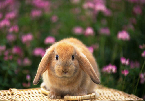 兔子的粪便为什么呈颗粒状