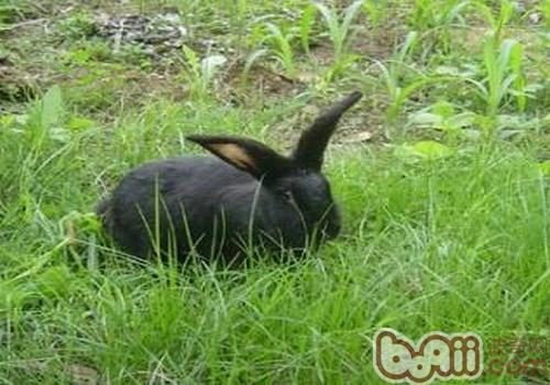 减轻兔子臭味和尿骚味的方法
