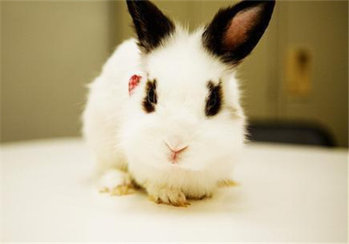 寵物兔到底要不要打疫苗？
