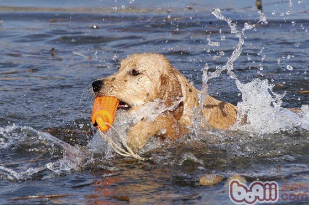 训练狗狗游泳的三个要点