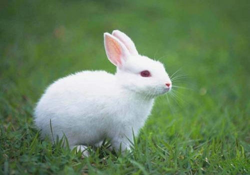 家兔“舌尖上的野草”