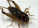 蟋蟀繁殖的常見問題