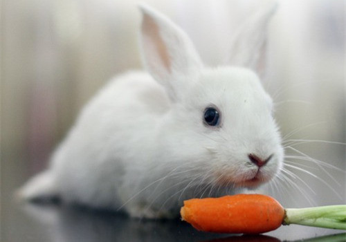 这个根深蒂固的观念也许是来自于动画片,现在我知道了,兔子只吃胡萝卜