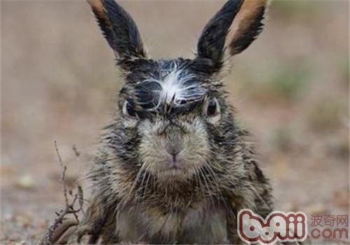 宠物兔也懂得生气吗？