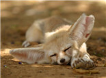 耳廓狐的品种介绍