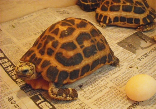 如何判断陆龟是否患有结石病