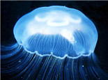 海月水母的饲养温度及饲料
