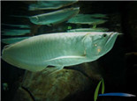 九大銀龍魚常見疾病的防治