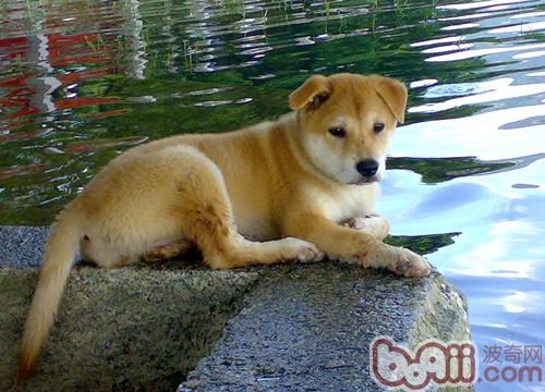 中华田园犬杂交犬由于不是按照人们规定而交配成的狗,所以对于他们