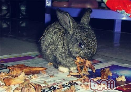宠物兔乱啃东西是在磨牙吗？