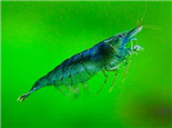 黑壳虾常见死亡原因分析