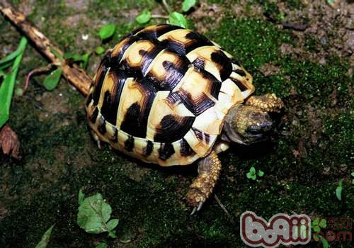 陆龟肠道疾病的治疗 陆龟肠道疾病的治疗