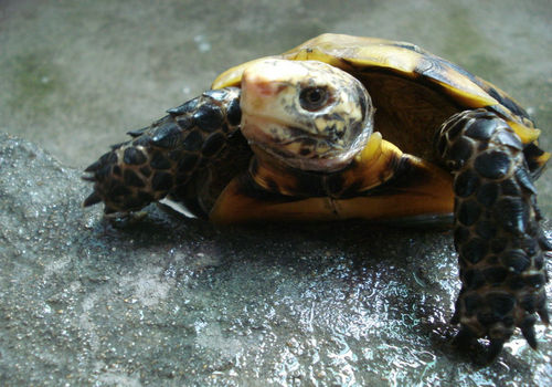 关于凹甲陆龟的介绍
