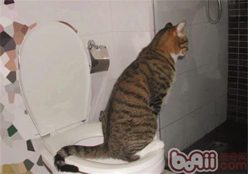 猫咪为什么突然不排尿了？