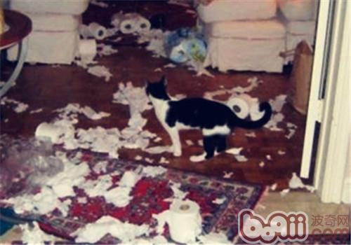 训练猫咪不破坏家具的方法