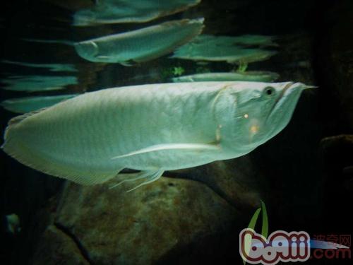 九大银龙鱼常见疾病的防治