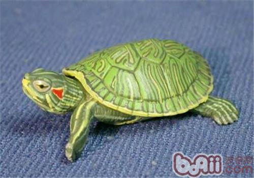巴西龟冬眠要多久？