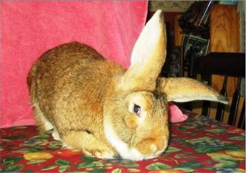 什么兔子长不大？