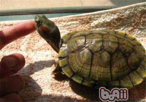 如何治疗感冒的巴西龟