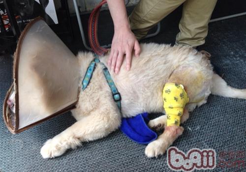 松狮犬膝关节手术与麻醉意外应急处理