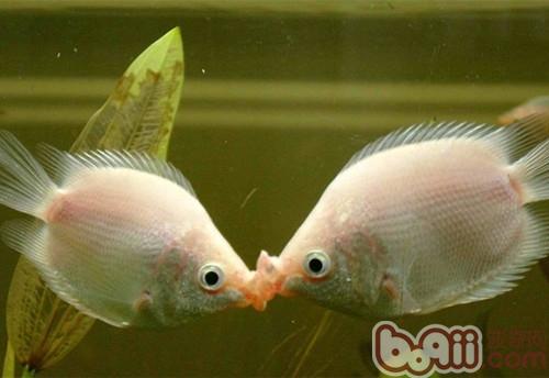 接吻鱼的繁殖特点