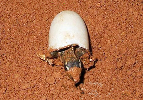龜的性別取決于孵化的環境溫度