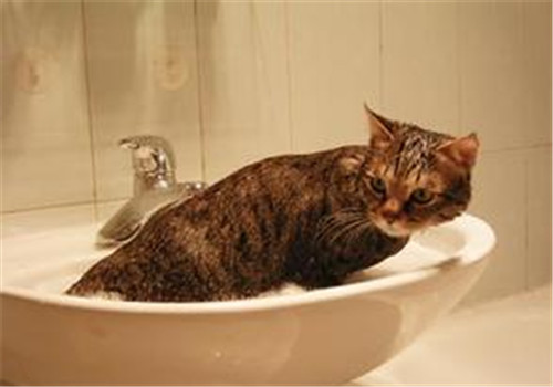 常见的猫咪洗发液有哪些