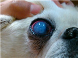 京巴犬角膜炎的病例分析
