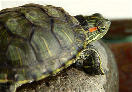 巴西龟的环境布置建议