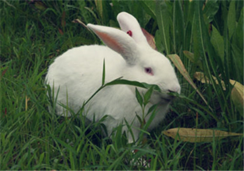 種植牧草養兔子要注意的事項
