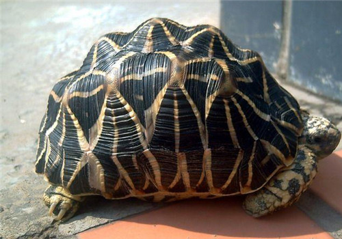 印度星龟