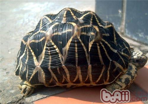 印度星龟幼体的饲养方法