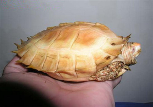 你知道白化龟的遗传规律吗？