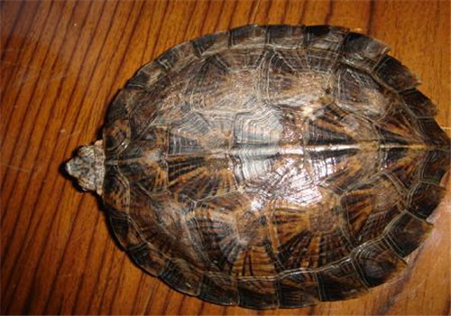 齿缘摄龟四大亚种的区分