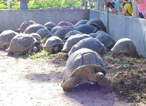 加拉巴戈象龟与亚达伯拉象龟的区别