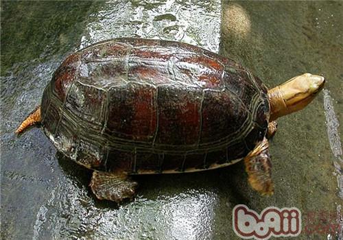 宠物龟使用抗生素的注意事项