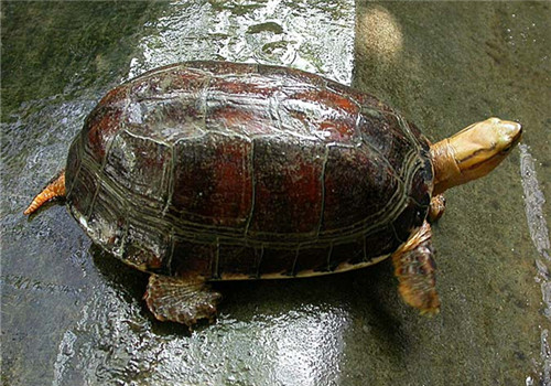 宠物龟使用抗生素的注意事项