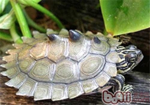 观赏龟养护之黑瘤地图龟|爬虫养护-波奇网百科