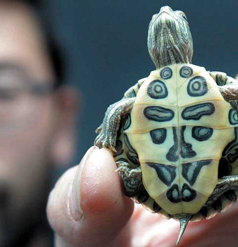 如何正确看待巴西龟？