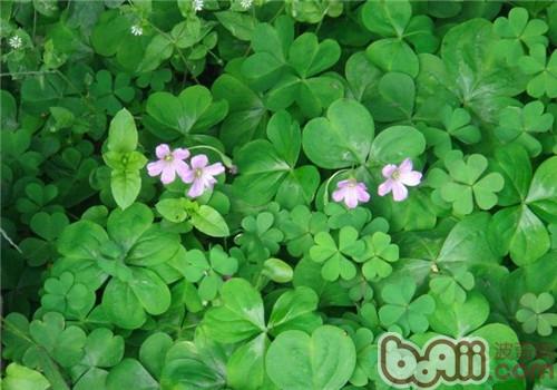 陆龟、草酸与结石（上）