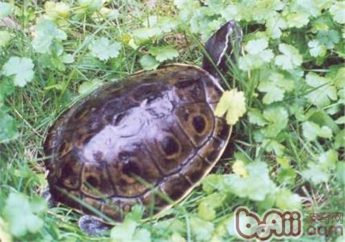 刺激水龟开食有哪些方法？