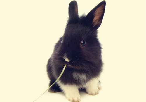 兔子夏秋季节易发疾病的预防方法