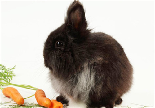 挑选兔粮要留意蛋白质的含量
