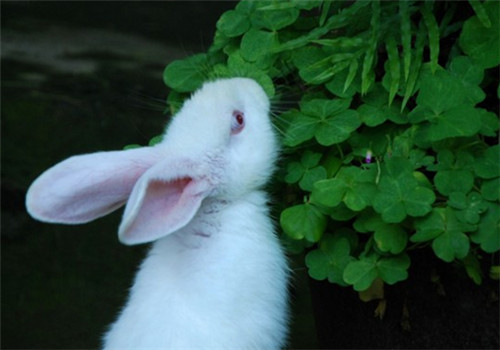 兔子可以吃花生吗