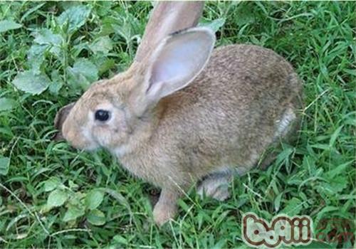 塞北兔繁殖的注意事项